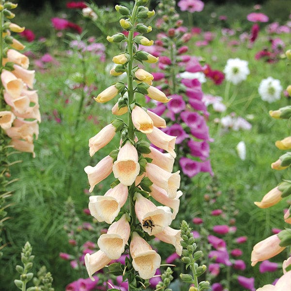 15 Young Plants Digitalis Dalmation Peach YP