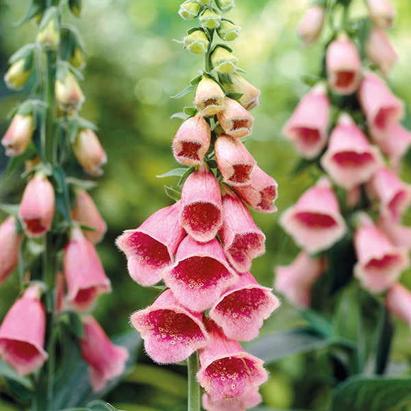 Digitalis Summer King Plants