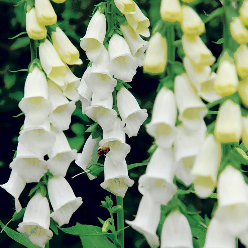 Digitalis purpurea f. albiflora Flower Plants