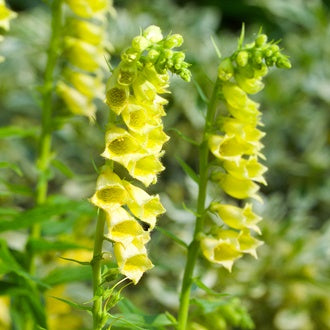 Digitalis lutea Flower Plants