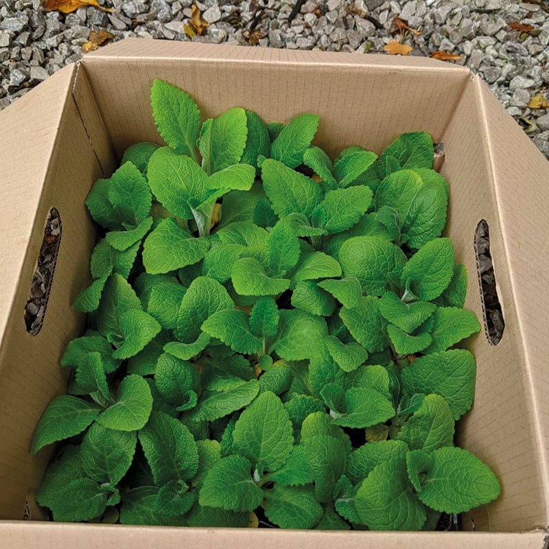 Digitalis Dalmatian Mixed F1 Flower Plants