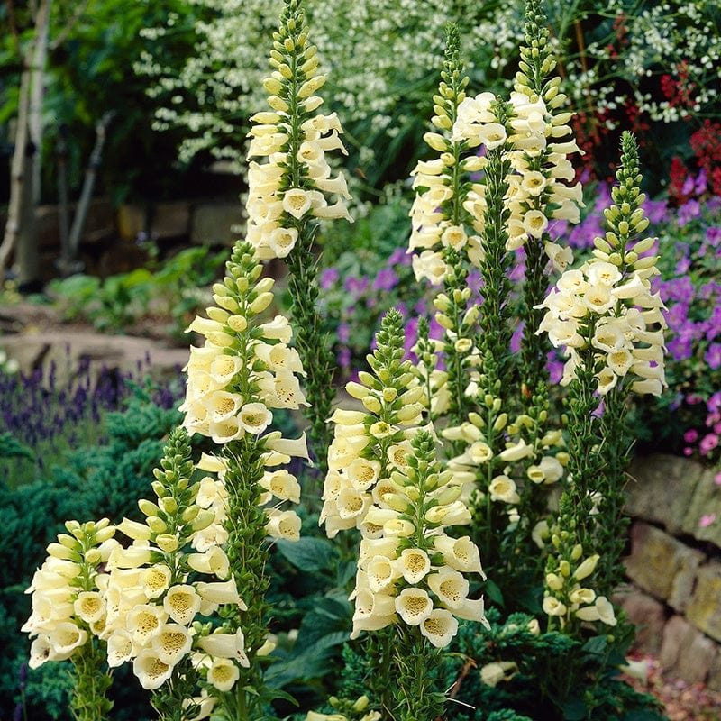 Digitalis grandiflora Dwarf Carillon