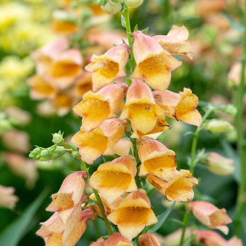 Digitalis Goldcrest Flower Plants