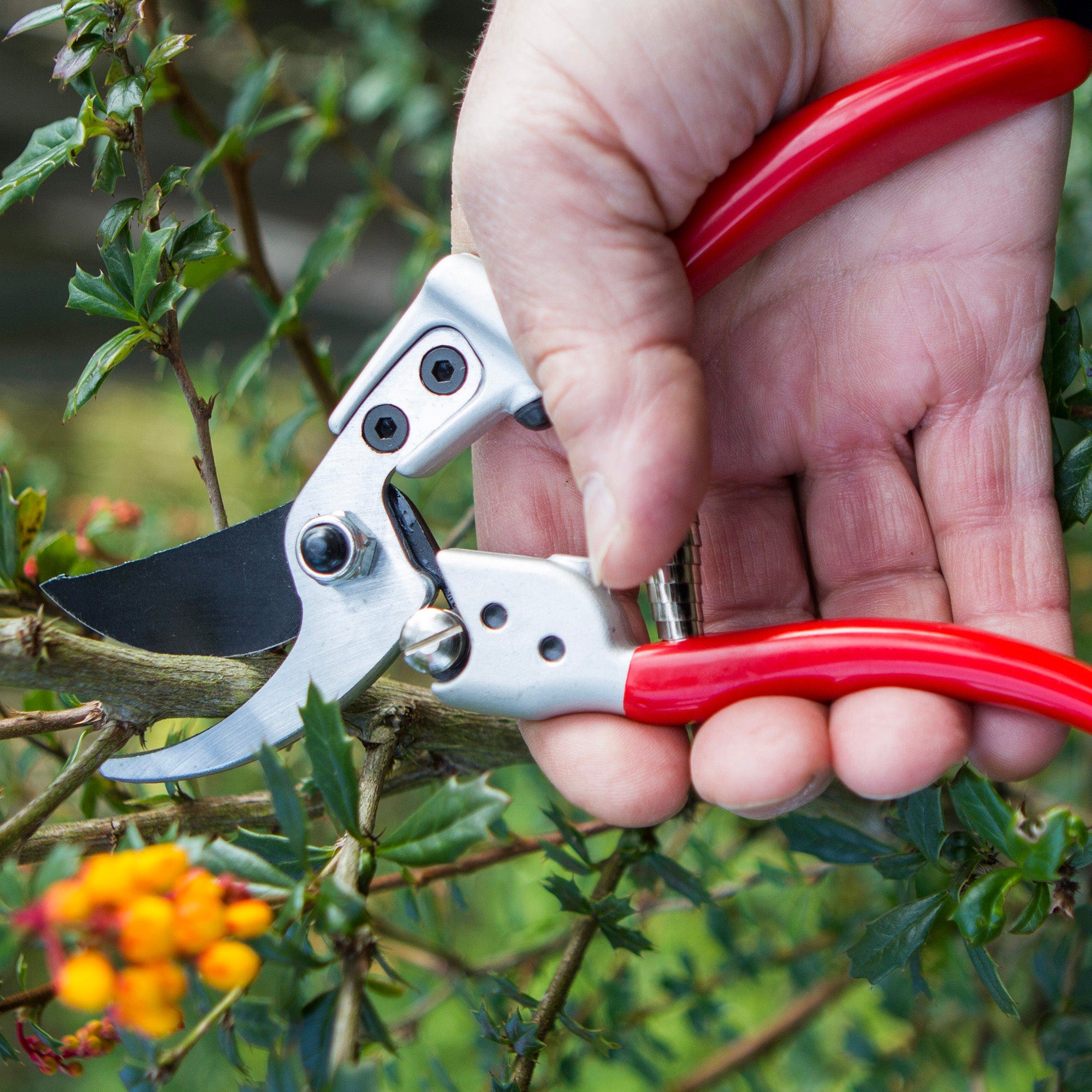 Darlac Expert Medium Bypass Secateurs