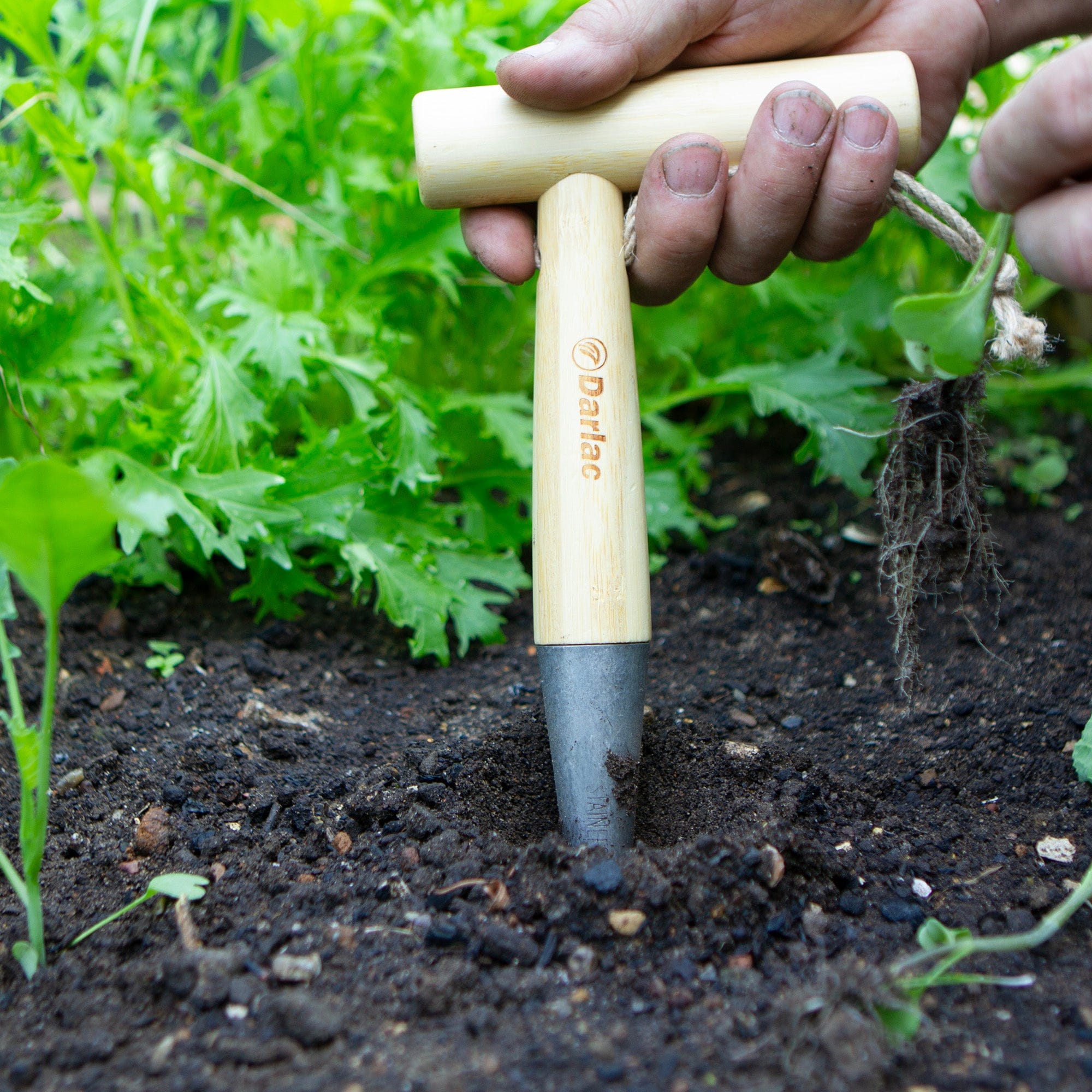 Darlac Bamboo Dibber From Mr Fothergill's Seeds and Plants