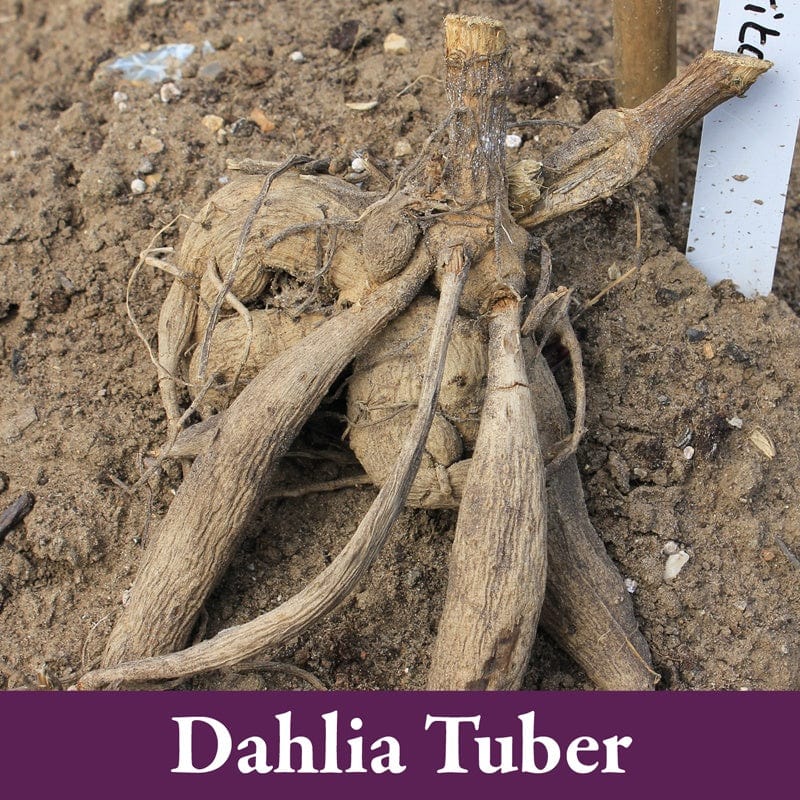 Dahlia Bishop Of Dover Tubers