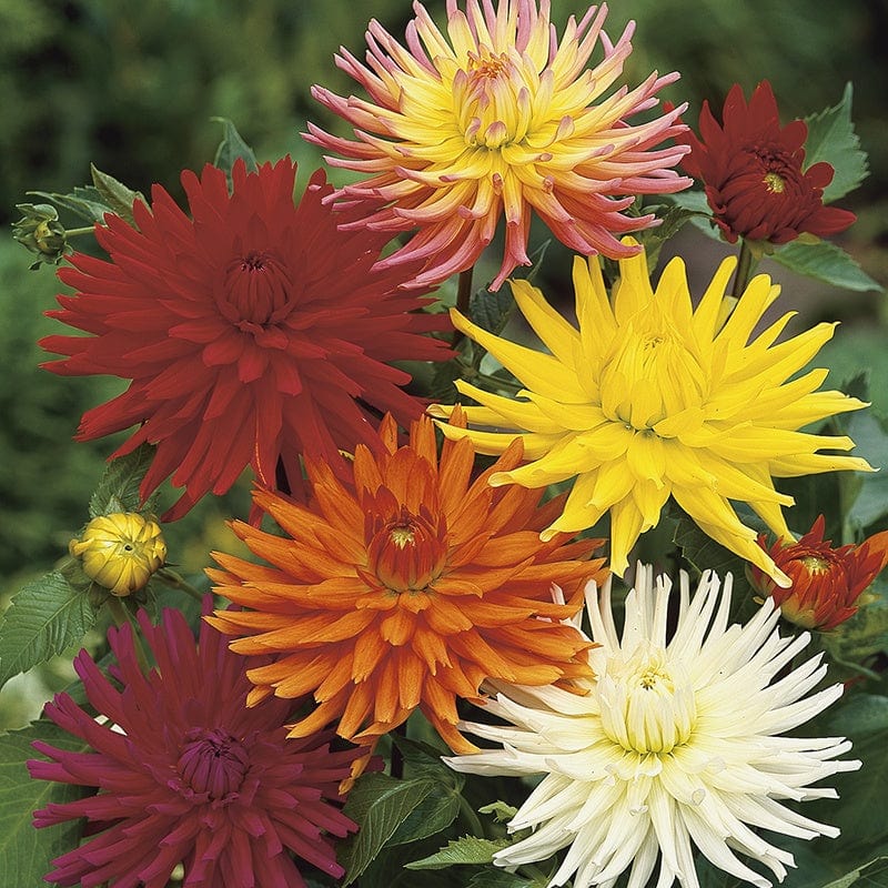 Dahlia Cactus Flower Hybrids Mixed Seeds