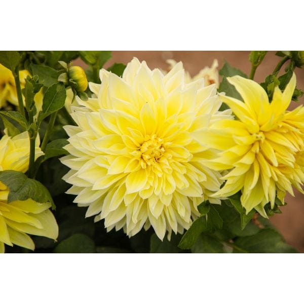 Close-up of a bright yellow flower with green leaves on a blurred background