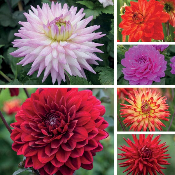 Dahlia Lucky Dip