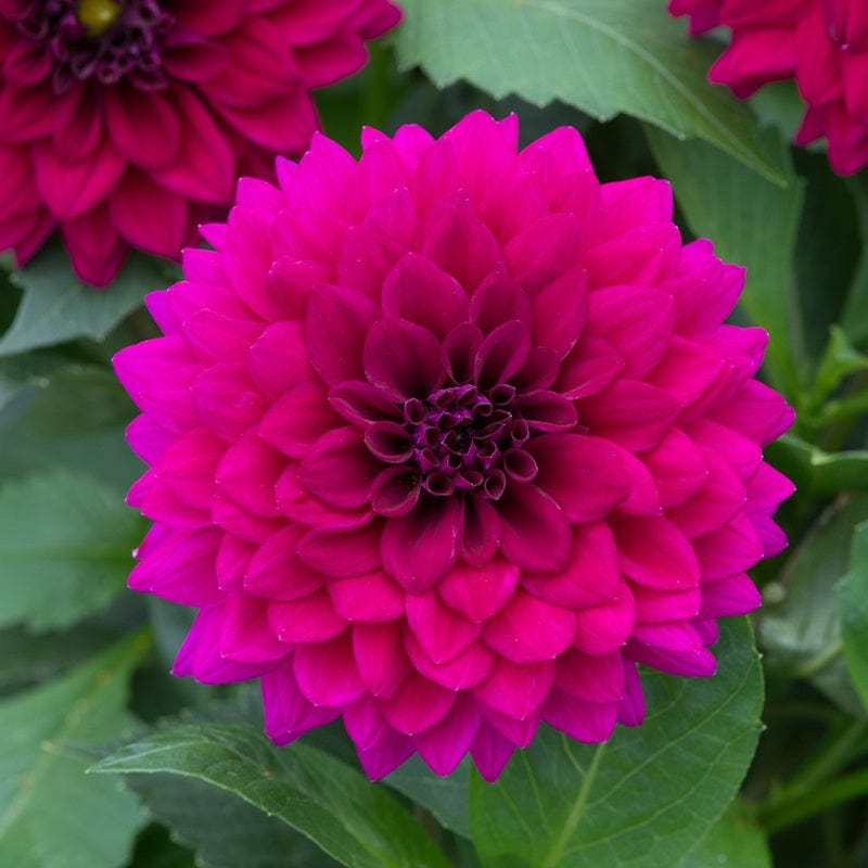 9 x 9cm Plants, 3 Of Each Dahlia Maxi Flower Plant Collection