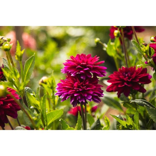 Close-up of vibrant pink and red flowers with green leaves on a blurred natural background