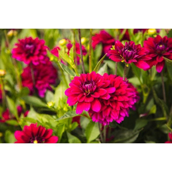 Close-up of vibrant pink flowers with green leaves on a white background