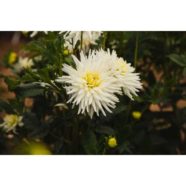 Dahlia My Love Flower Plant