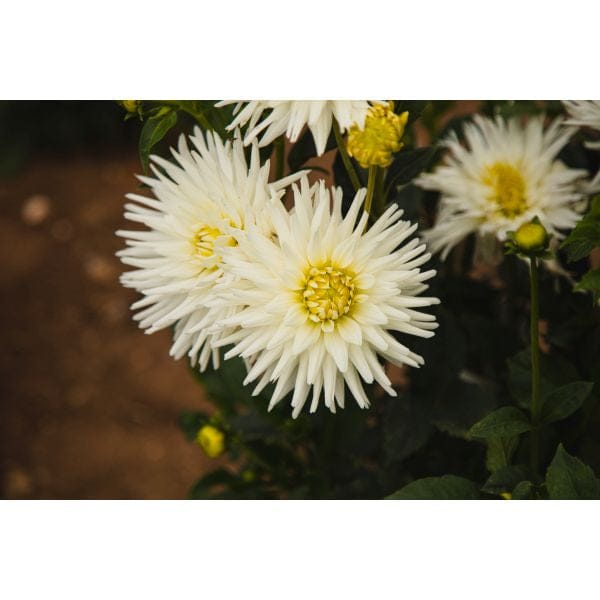Dahlia My Love Flower Plant | Fothergills