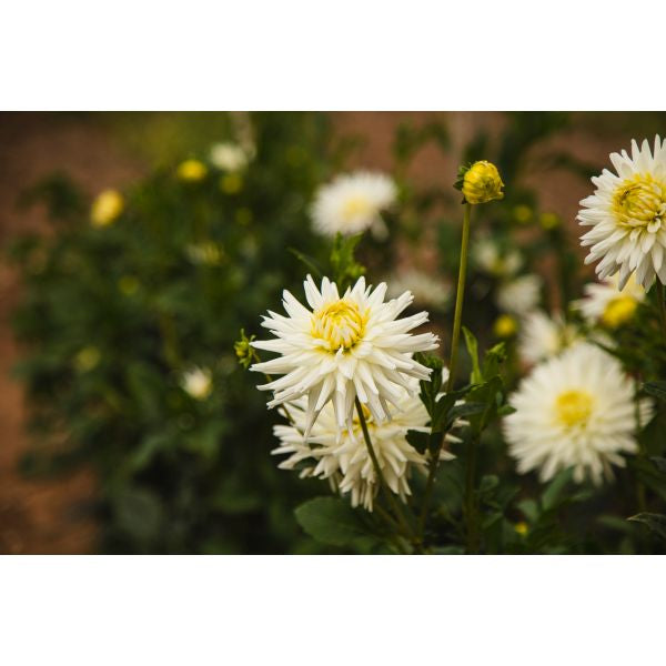 Dahlia My Love Flower Plant | Fothergills