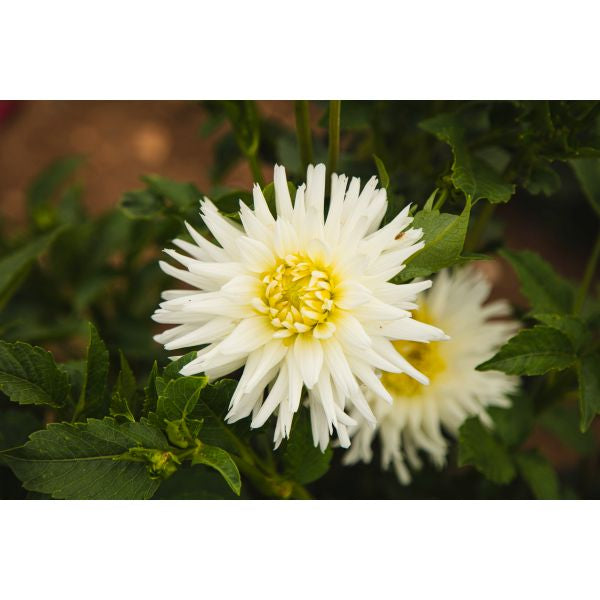 Dahlia My Love Flower Plant | Fothergills