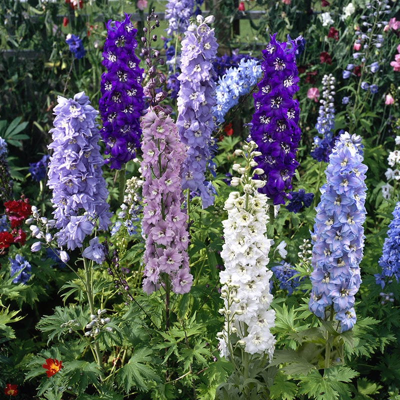 Delphinium Magic Fountains Mixed F1 Flower Plants