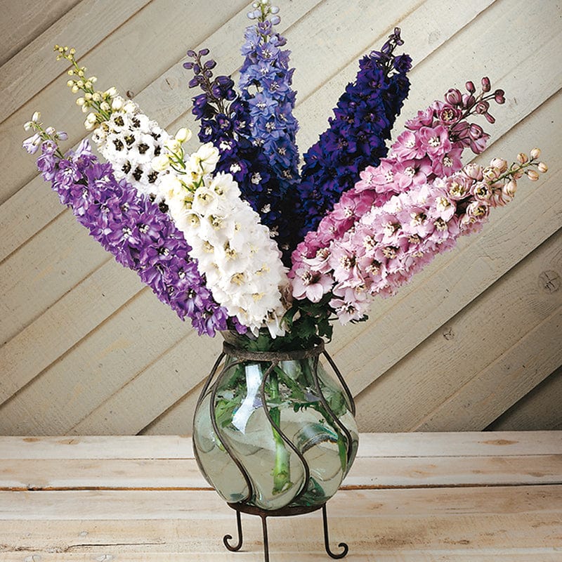 Delphinium Magic Fountains Mixed F1 Flower Plants