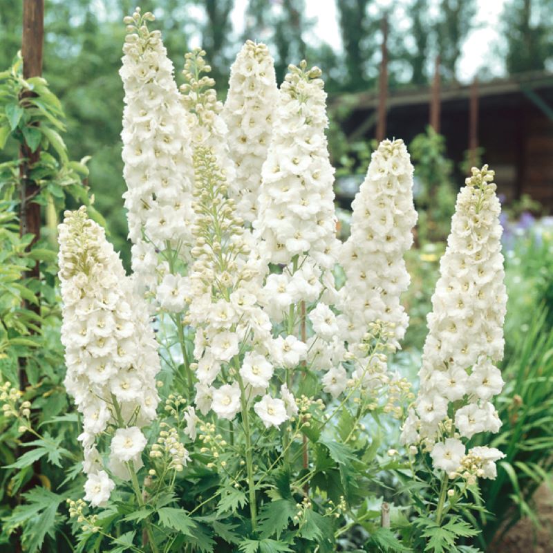 Delphinium Galahad Flower Plants