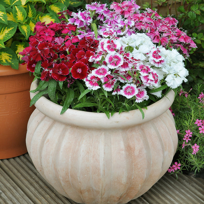 The Autumn Garden Favourites Bumper Collection