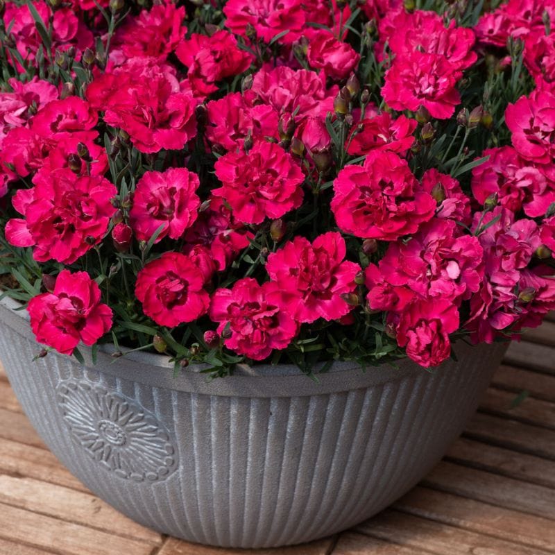 Dianthus Sweetheart Collection 4 x 1.5ltr Flower Plants