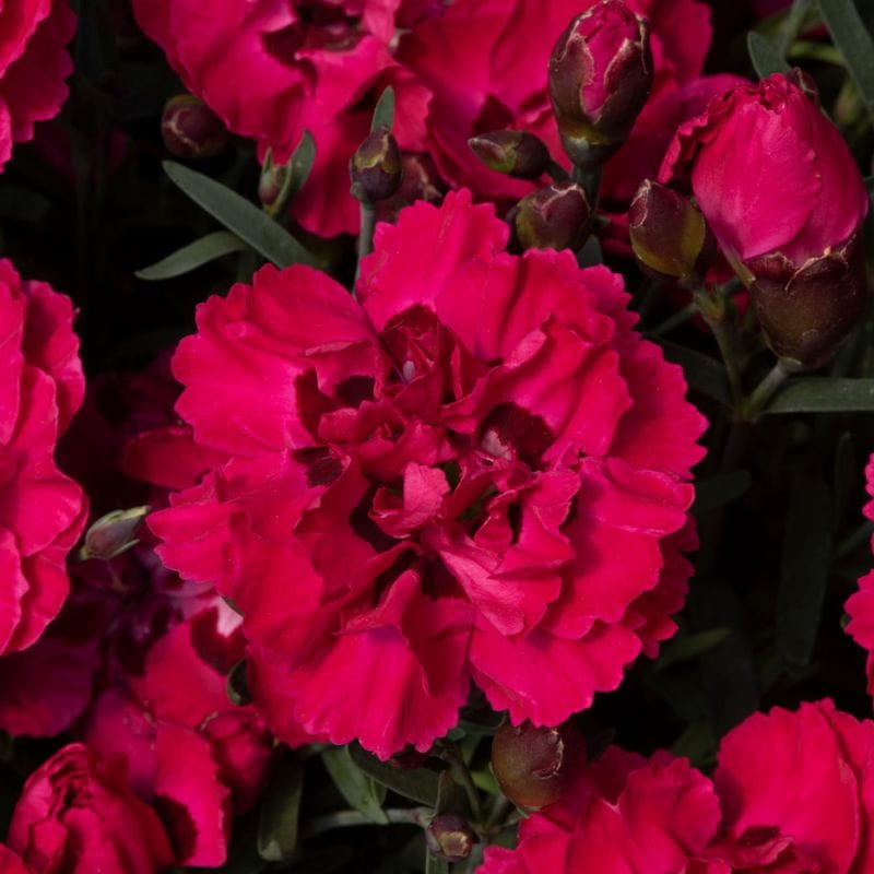 Dianthus Sweetheart Collection 4 x 1.5ltr Flower Plants