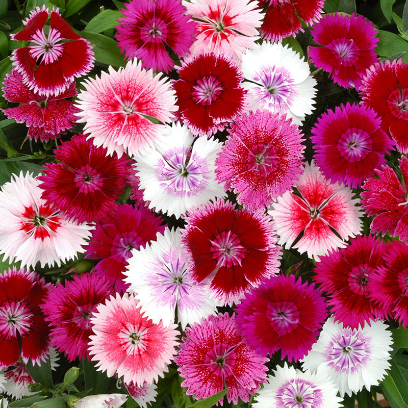 Dianthus Festival Mixed F1 Flower Plants