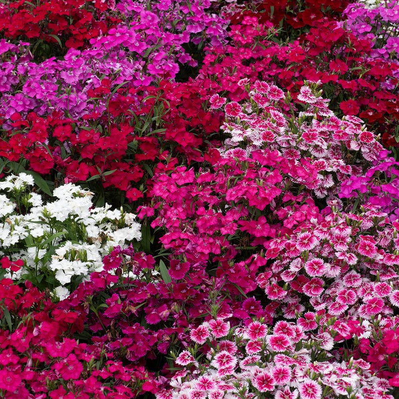 Dianthus Festival Mixed F1 Flower Plants