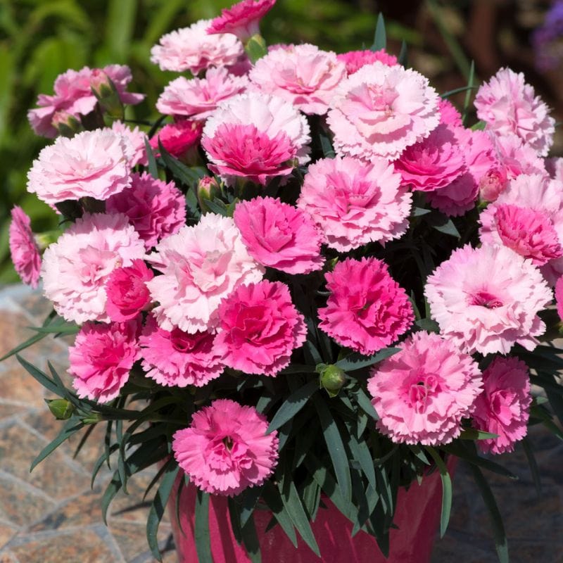 Dianthus Sweetheart Collection 4 x 1.5ltr Flower Plants