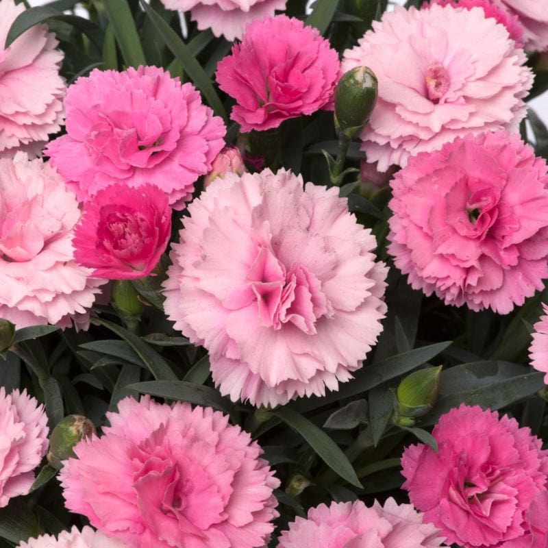 Dianthus Sweetheart Collection 4 x 1.5ltr Flower Plants