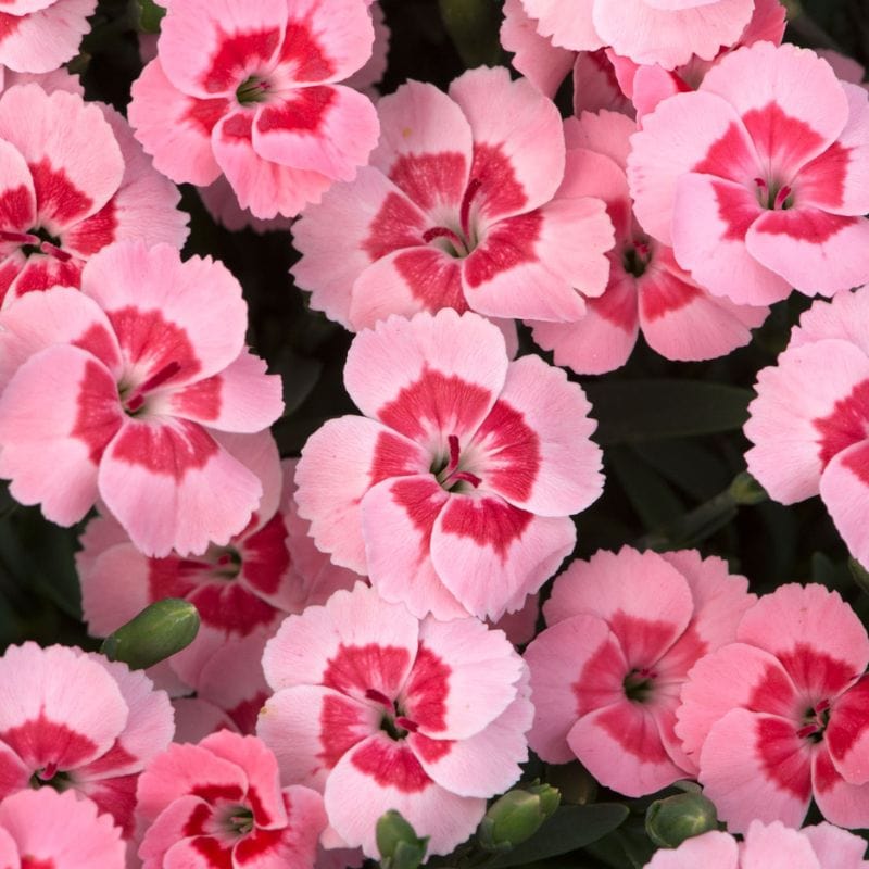 Dianthus Sweetheart Collection 4 x 1.5ltr Flower Plants