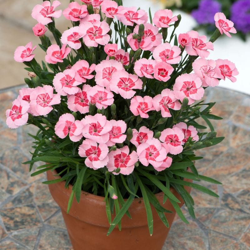 Dianthus Peach Party 1.5ltr Potted Flower Plant