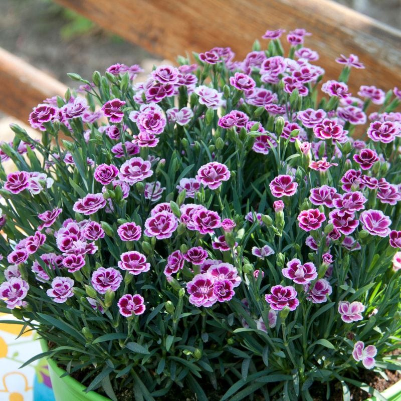 Dianthus Sweetheart Collection 4 x 1.5ltr Flower Plants