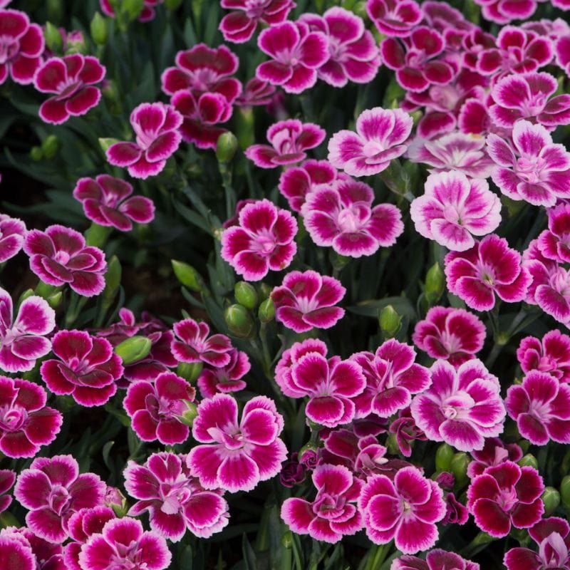 Dianthus Pink Kisses 1.5ltr Potted Flower Plant