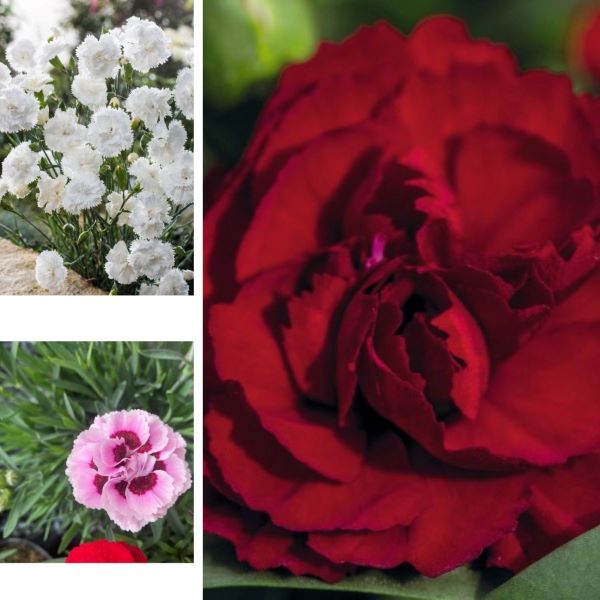Collage of white flowers, a red flower, and a pink flower.