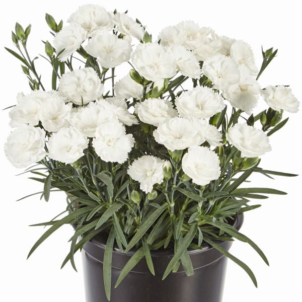 Dianthus Sweet Pleasure White Flower Plants