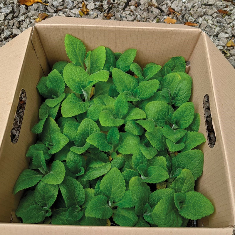 Box of green plants on a gravel surface
