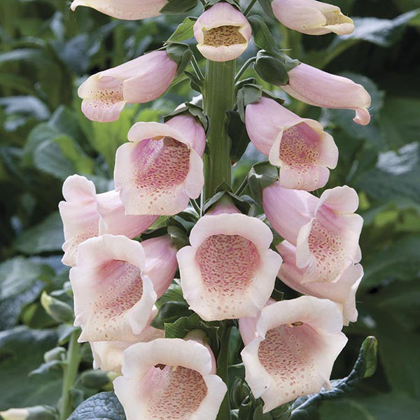 Digitalis Dalmatian Plant Flower Collection
