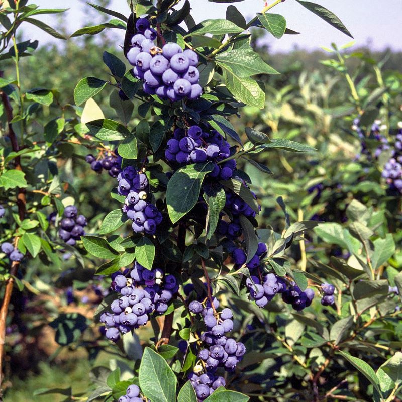 Duke Blueberry 1 x 2ltr Potted Plant