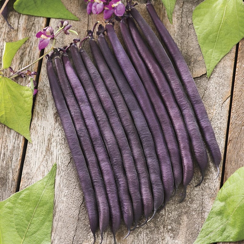 Dwarf French Bean Amethyst Plants