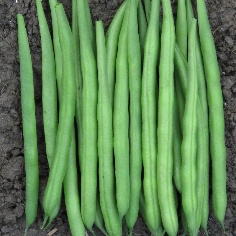 Dwarf French Bean Elba