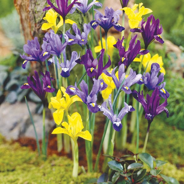 Dwarf Iris Mixed Bulbs