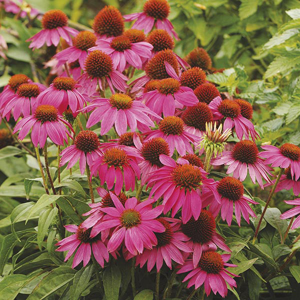 Echinacea Pow Wow Wild Berry Plants