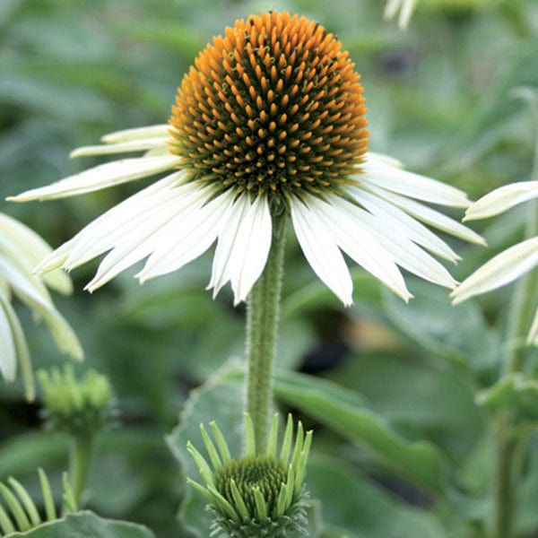 1 Potted 9cm Plant Echinacea White Swan Flower Plant