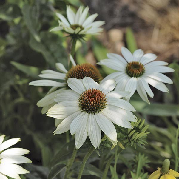 Echinacea Pow Wow White Plants