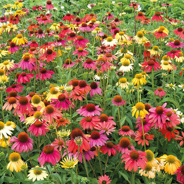 Echinacea Cheyenne Spirit F1 Flower Plants