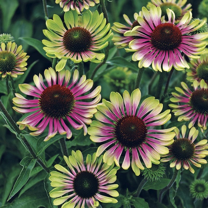 Echinacea Green Twister Flower Plants