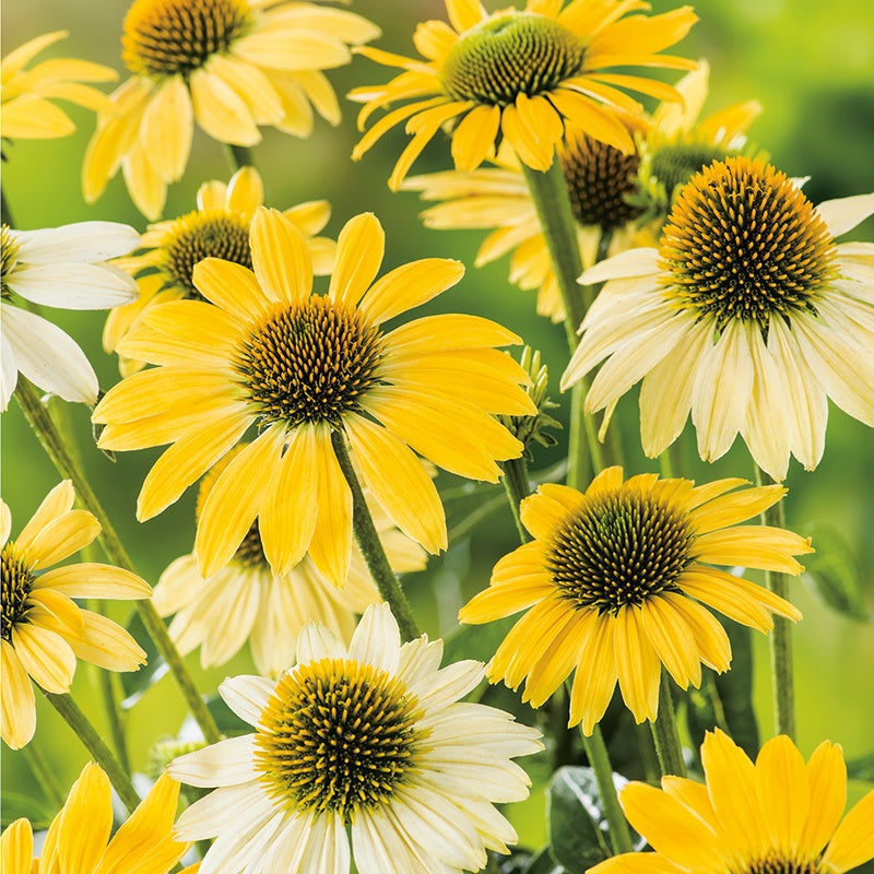 Echinacea purpurea Mellow Yellows Flower Plants