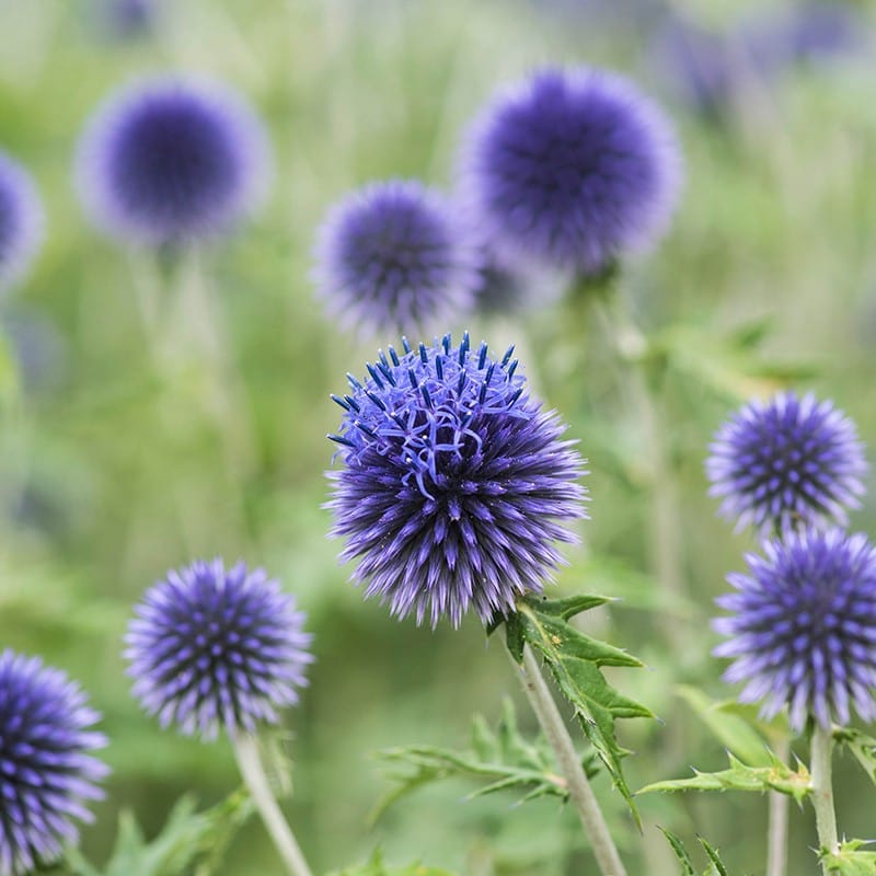 Echinops ritro Veitch's Blue Flower Plants From Mr Fothergills Seeds ...