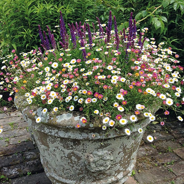 30 Garden Ready Plants Erigeron Stallone Flower Plants